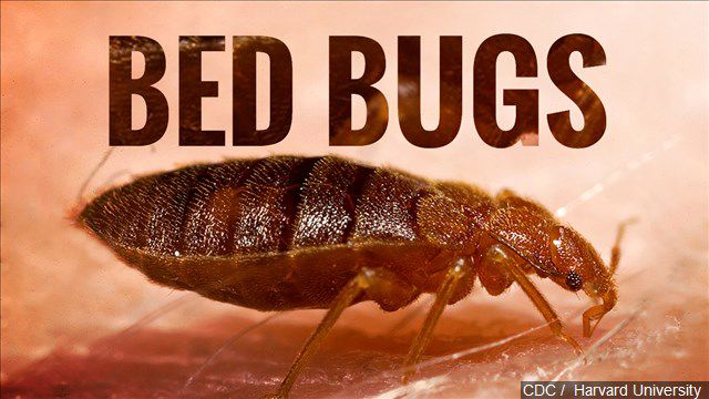Bed bugs mgn
